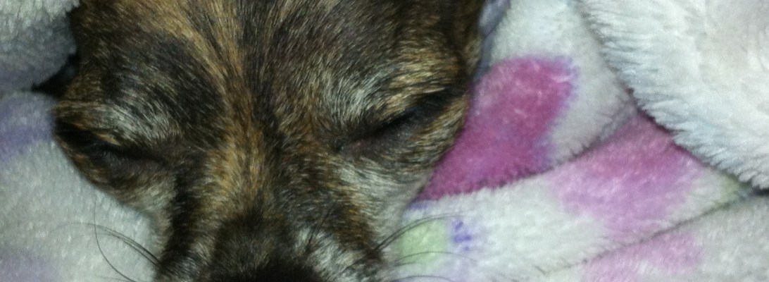 Kiara sleeping in her favorite blanket