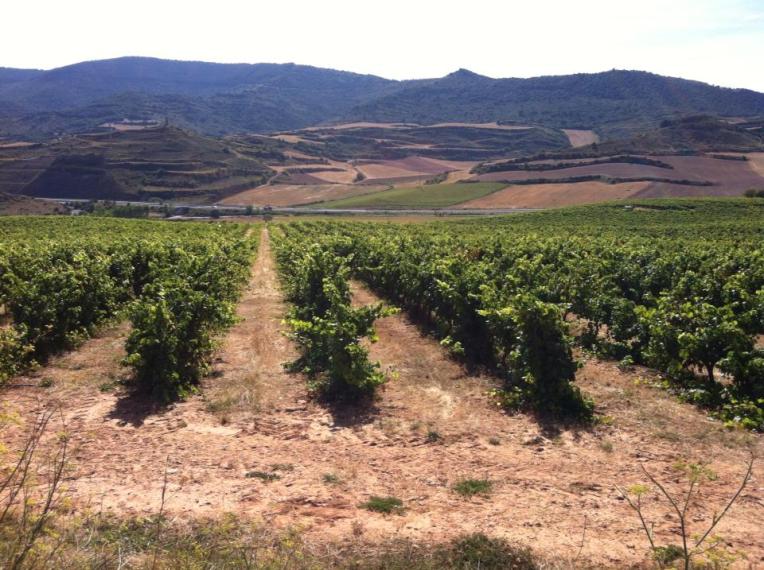 Vineyards near Azqueta