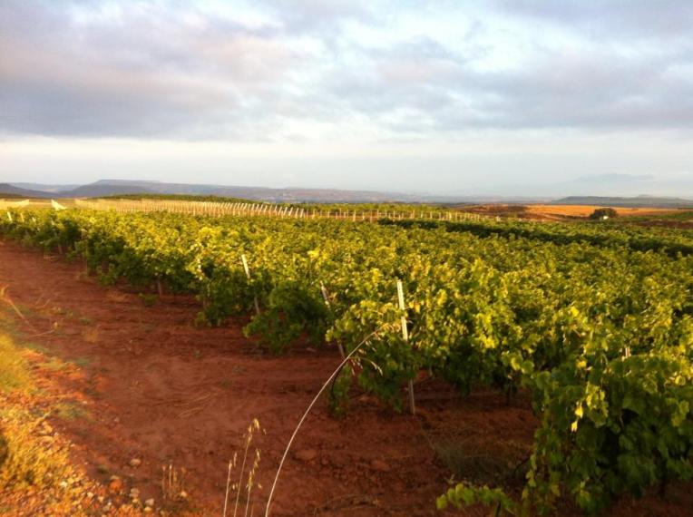 Vineyards near Najera