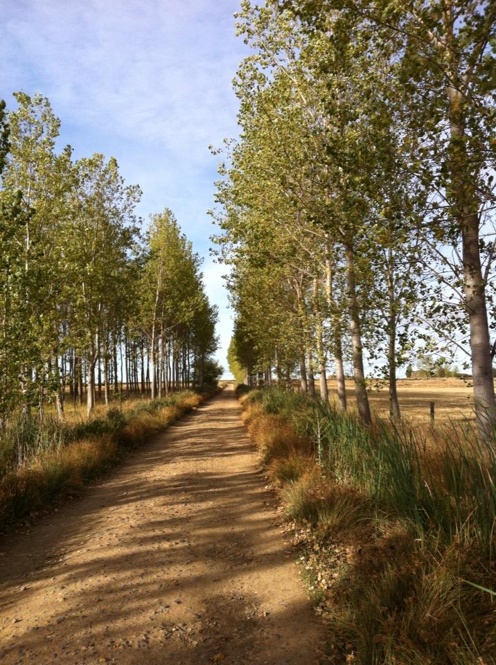 Trail through Terra de Campos