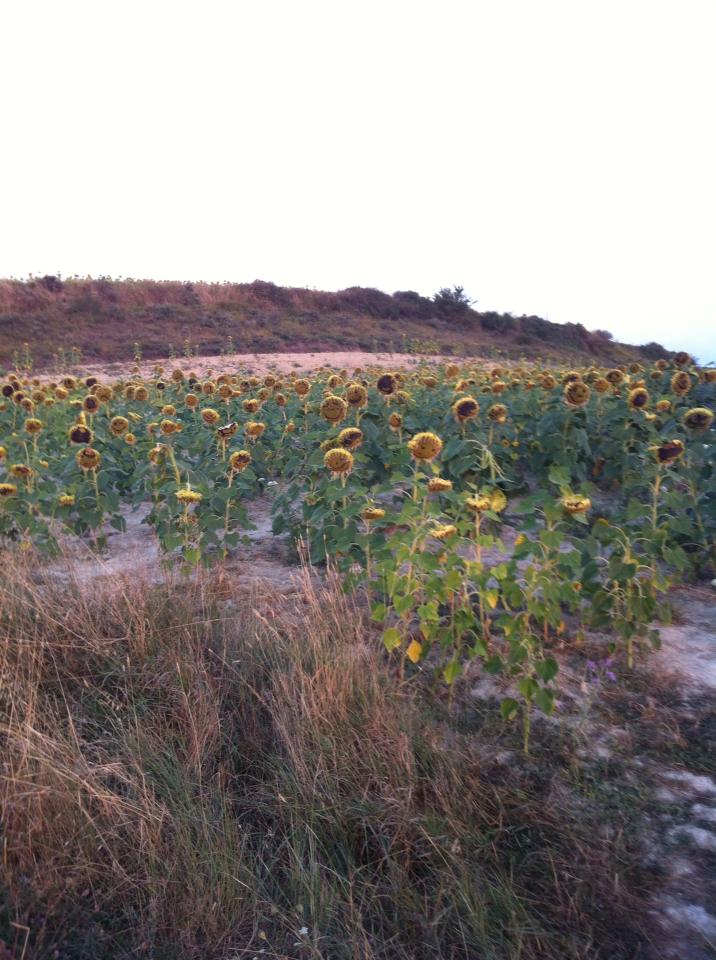 Fields of sunflowers near Zariquiegui