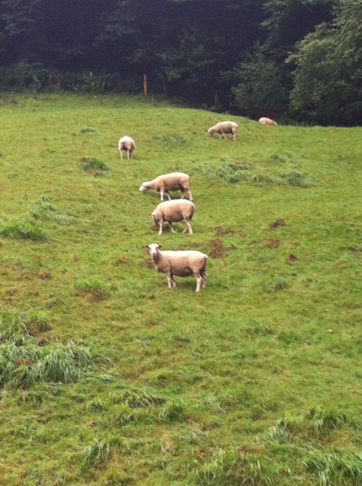 Sheep grazing near Valcarlos