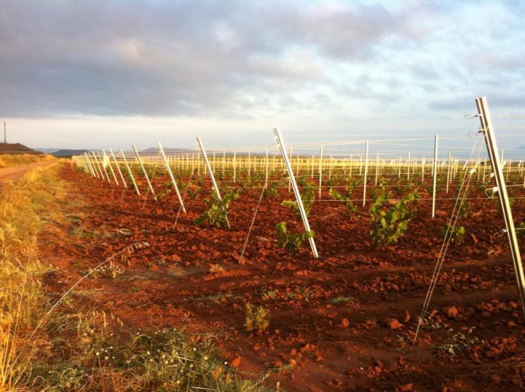 Baby vineyard near Azofra