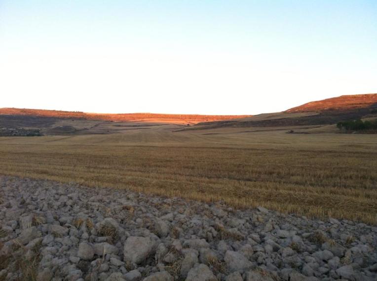 Hayfield near Castrojeriz