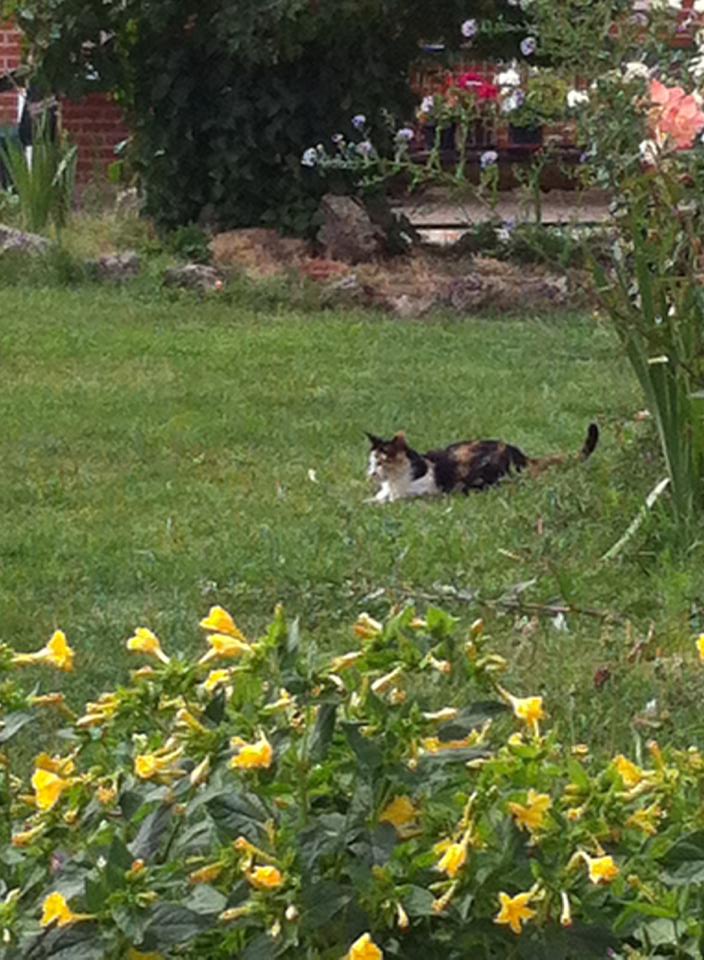 Gatto (cat) playing outside 