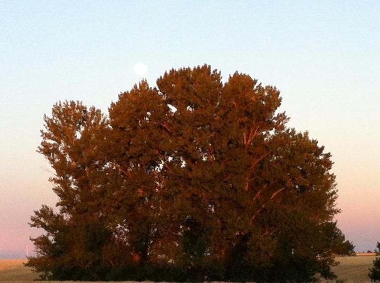Lone tree in Terra de Campos along the Senda