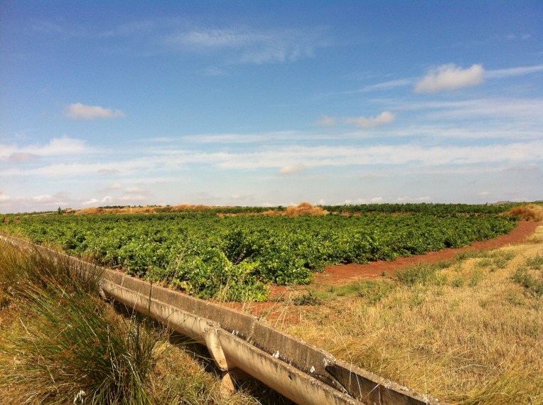 Vineyards and raised aqueduct near Azofra