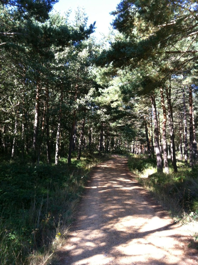 Pine lined trail outside of Villafranca Montes de Oca