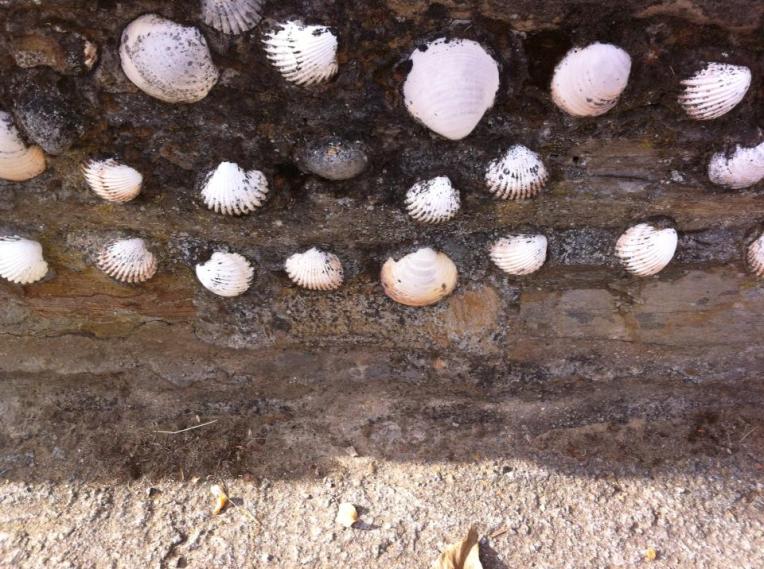 Scallop shell art near Santa Catalina de Somoza
