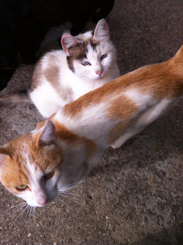 Friendly cats at the cowboy bar in El Ganso