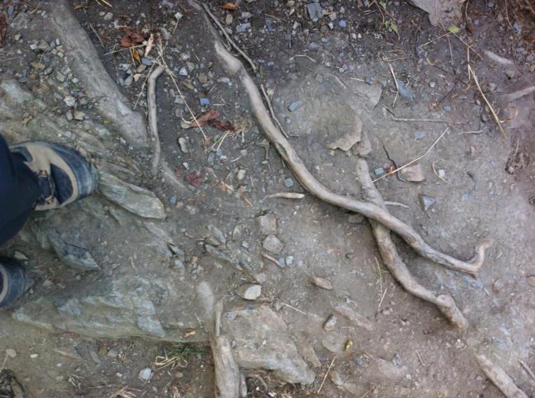 Large roots | Surface change 2 on trail leaving Riego de Ambrós