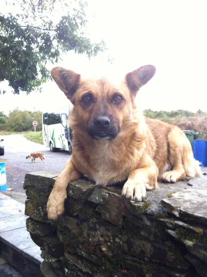 Camino perro at café near Furela