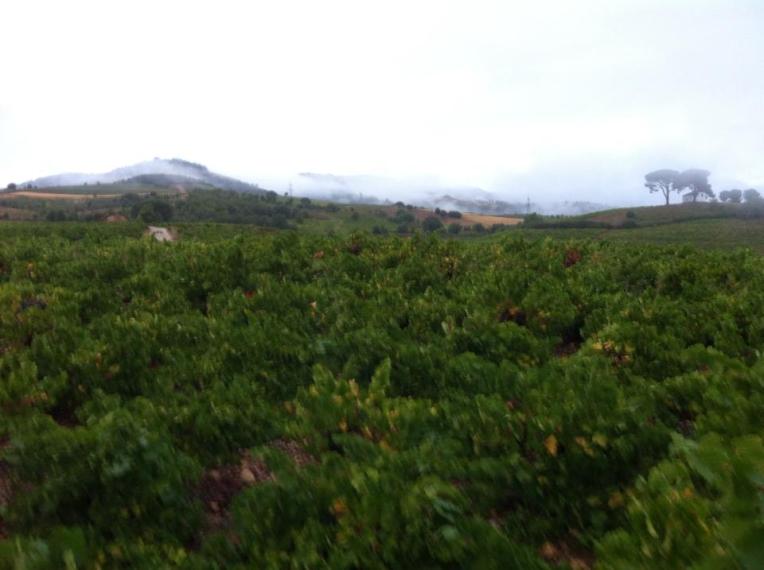 Vineyard near Villafranca del Bierzo