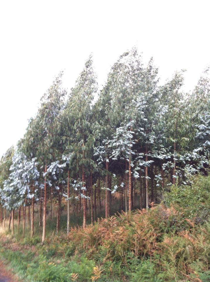 Tree orchard near Gonzar