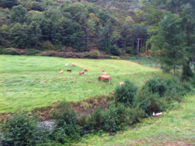 Cows and sheep belonging to the farmhouse near La Faba