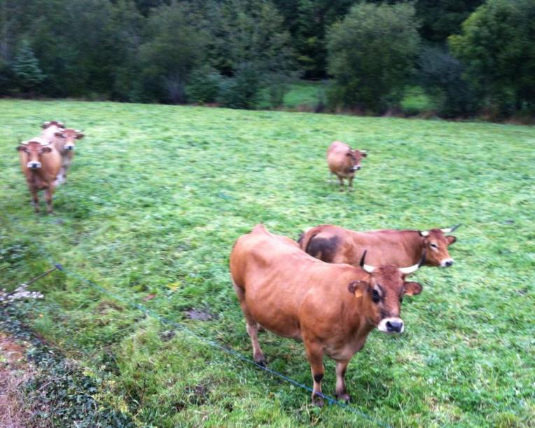 Happy Cows. Just past the hounds getting ready for a hunt, these pretty ladies greeted us with low moos. Herrerias