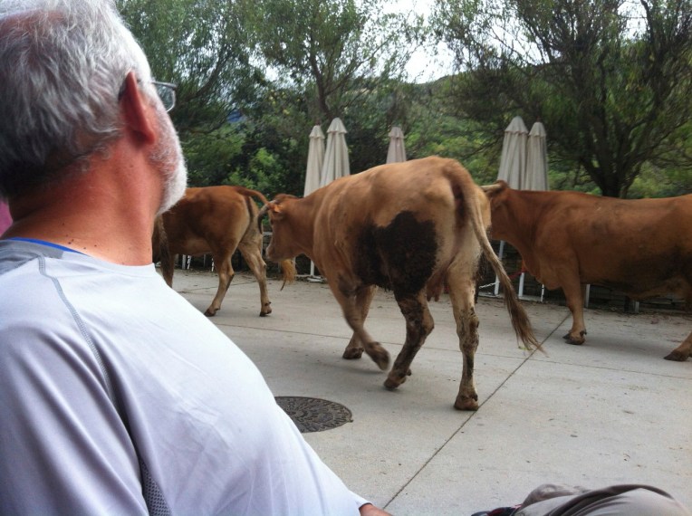 Whole bunch of cows returning from their day pasture walked right by us at the bar in Triacastela