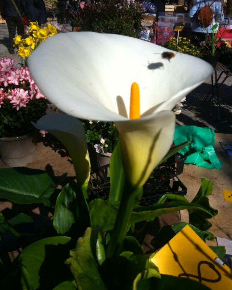 Bee investigating a lily offered in the market at Place Carnot (the town square.)