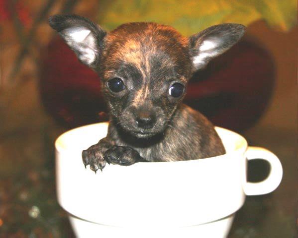 Kiara at 8 weeks, our first day with her.