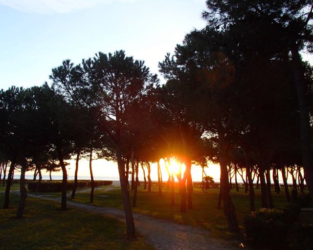 Trees where the "pterodactyls" live