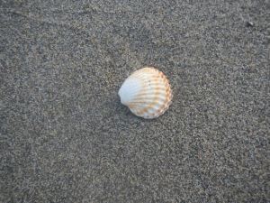 Shell in the sand